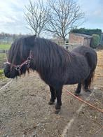 Te koop mooi span Kroon merrie's, Minder dan 160 cm, Niet van toepassing, 0 tot 2 jaar, Meerdere dieren