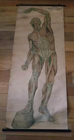 Antieke Anatomische wandplaat Spierstelsel Franz Frohse 1910, Verzenden, Natuur en Biologie