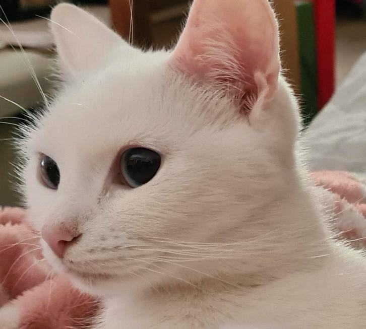 Lieve Senna (Turkse Angora/Turkse Van) zoekt een nieuw thuis, Dieren en Toebehoren, Katten en Kittens | Overige Katten, Poes
