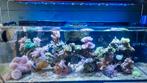 Complete zee aquarium, Dieren en Toebehoren, Vissen | Aquaria en Toebehoren, Ophalen of Verzenden, Zo goed als nieuw