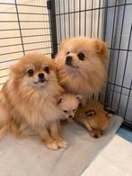 Pomeriaan pups 2 teefjes, Dieren en Toebehoren, Overige rassen, 8 tot 15 weken, Teef, Eén hond