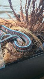 Thamnophis sirtalis infernalis 0.3, Dieren en Toebehoren, Reptielen en Amfibieën, Slang, 0 tot 2 jaar