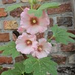 Stokroos charter's holly hock,10 zaden, Verzenden, Zomer, Overige soorten, Volle zon