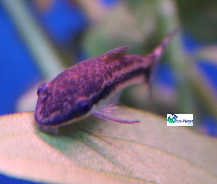 Otocinclus affinis, Dieren en Toebehoren, Vissen | Aquariumvissen, Zoetwatervis, Vis, Schoolvis
