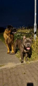 Hond te koop, Dieren en Toebehoren, Honden | Jack Russells en Terriërs, Reu, 1 tot 2 jaar, American Staffordshire Terriër, Rabiës (hondsdolheid)
