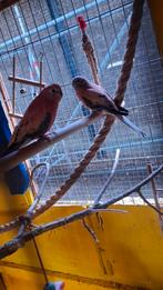 Verschillende vogels te koop, Dieren en Toebehoren, Vogels | Parkieten en Papegaaien, Meerdere dieren, Parkiet, Geringd