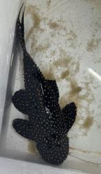 PSEUDACANTHICUS SERRATUS MUSTANG CACTUS PLECO, Dieren en Toebehoren, Vissen | Aquariumvissen, Vis