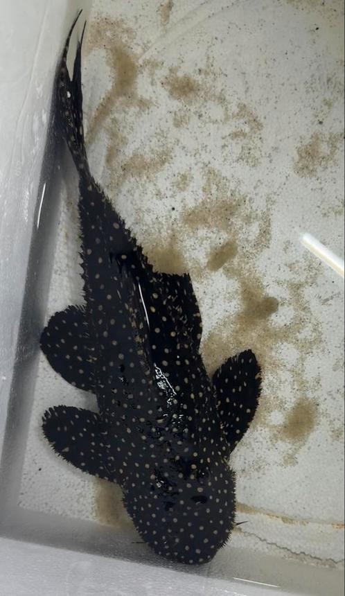 PSEUDACANTHICUS SERRATUS MUSTANG CACTUS PLECO, Dieren en Toebehoren, Vissen | Aquariumvissen, Vis