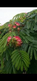 Albizia julibrissin boubri ombrella / slaapboom / 180 cm st., 250 tot 400 cm, Zomer, Ophalen, Volle zon