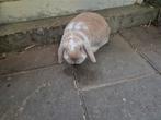 Hangoor konijnen, Dieren en Toebehoren, Konijnen, Meerdere dieren, Hangoor, 0 tot 2 jaar