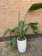 Strelitzia, Huis en Inrichting, Kamerplanten, Ophalen, 150 tot 200 cm