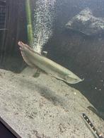 Silver Red Arowana – 35 cm, Dieren en Toebehoren, Vissen | Vijvervissen, Karper of Koi