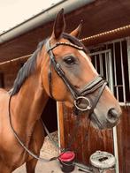 9 jarige allround merrie, Dieren en Toebehoren, Merrie, Recreatiepaard