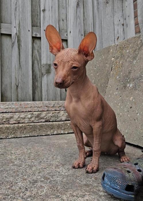 Mexicaanse naakthond mini, Xolo,, Dieren en Toebehoren, Honden | Poolhonden, Keeshonden en Oertypen, Meerdere dieren, Overige rassen