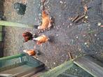 Bruine legkippen., Dieren en Toebehoren, Pluimvee, Meerdere dieren, Kip