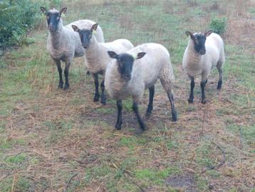 Mooi koppel Cambridge schapen beschikbaar voor biedingen