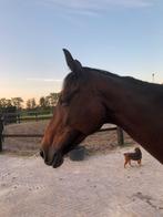Lieve bomproof E-pony merrie, 10 jaar, Dieren en Toebehoren, Paarden, Merrie, Minder dan 160 cm, B, Recreatiepaard