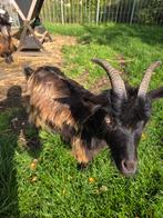 Nederlandse landgeit, Dieren en Toebehoren, April, Vrouwelijk