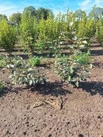 Elaeagnus ebbingei, olijfwilg, Ophalen of Verzenden, Overige soorten, 100 tot 250 cm