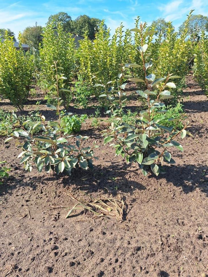 Elaeagnus ebbingei, olijfwilg, Tuin en Terras, Planten | Struiken en Hagen, Overige soorten, 100 tot 250 cm, Ophalen of Verzenden