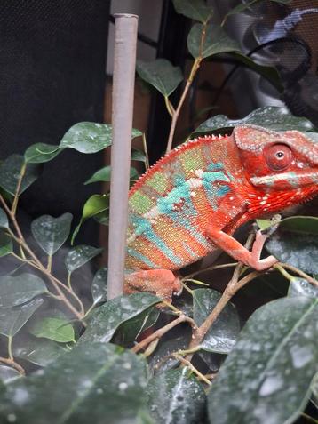 Kameleon, man , 12 maand oud  beschikbaar voor biedingen