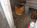 t.k.broedeieren Orpington groot mix buff/goudzwart, Dieren en Toebehoren, Pluimvee, Geslacht onbekend, Kip