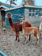 5 alpaca's., Dieren en Toebehoren, Overige Dieren, Vrouwelijk, Na 1 juli 2024