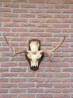 Prachtige Eland Schedel Met Gewei Jacht Mancave f36, Ophalen of Verzenden, Gebruikt, Hert, Schedel