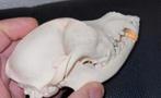 Schedel van een klein hondje - Taxidermie Dog Skull - Skelet, Verzamelen, Dierenverzamelingen, Ophalen of Verzenden, Hond of Kat