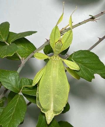 Phyllium philippinicum PSG 278 beschikbaar voor biedingen