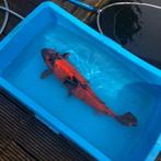 Japanse Koi Karpers, Dieren en Toebehoren, Vissen | Vijvervissen, Karper of Koi