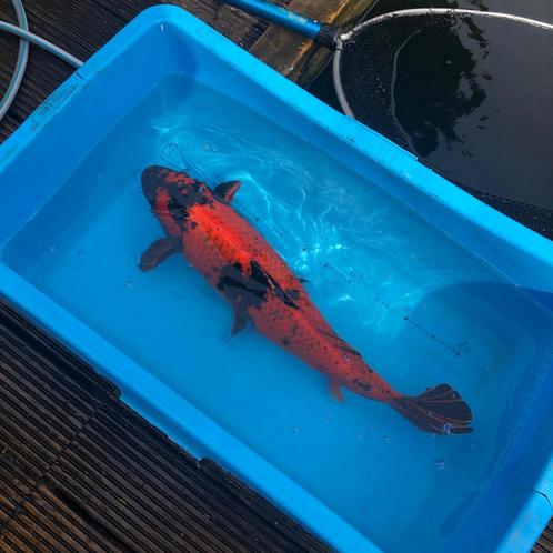 Japanse Koi Karpers, Dieren en Toebehoren, Vissen | Vijvervissen, Karper of Koi