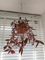Tradescantia Cerinthoides stekjes en plant, Ophalen, Overige soorten, Halfschaduw, Minder dan 100 cm