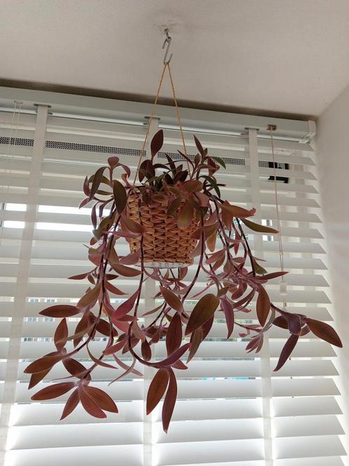 Tradescantia Cerinthoides stekjes en plant, Huis en Inrichting, Kamerplanten, Overige soorten, Minder dan 100 cm, Groene kamerplant