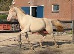 Prachtige D-pony, 2,5-jarige NRPS cremello ruin, Dieren en Toebehoren, Pony's, Gechipt, Ruin, Niet van toepassing, 0 tot 2 jaar