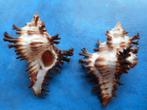 Schelpen: Murex brunneus Link f++/gem 50-70mm, Verzenden, Schelp(en)