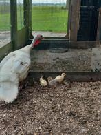 KALKOEN met 7 pullen., Dieren en Toebehoren, Pluimvee, Kalkoen