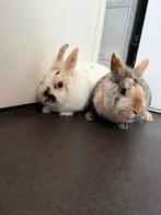 Konijn, Dieren en Toebehoren, Konijnen, Vrouwelijk, Middelgroot, 3 tot 5 jaar