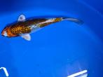Terneuzen Koi, Dieren en Toebehoren, Vissen | Vijvervissen, Karper of Koi