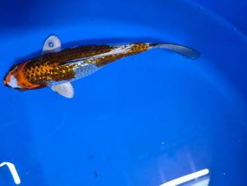 Terneuzen Koi beschikbaar voor biedingen