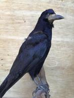 Mooi opgezette vogel, Verzamelen, Ophalen of Verzenden, Zo goed als nieuw, Vogel, Opgezet dier