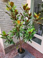 Magnolia Grandiflora Double de Nantais groenblijvend, Ophalen of Verzenden, Overige soorten, Struik, 100 tot 250 cm