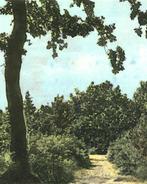 909154	Drouwen	Drenthe	1955 Drouwenerzand	Nette oude kaart O, Verzamelen, Ansichtkaarten | Nederland, Ophalen of Verzenden, 1940 tot 1960