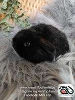 Raszuiver baby minilop konijn ram (transport mogelijk), Dieren en Toebehoren, Konijnen, Mannelijk, Dwerg, Hangoor, 0 tot 2 jaar