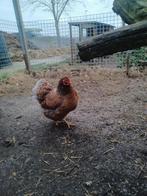 Krielkippen 3 stuks,, Dieren en Toebehoren, Pluimvee, Vrouwelijk, Kip