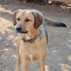 GaGa Animal Care - AZIZ (kan naar NL komen), Dieren en Toebehoren, Honden | Niet-rashonden, Particulier, Rabiës (hondsdolheid)
