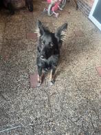 Duitse herder / kwart husky teefje 6 maand, 15 weken tot 1 jaar, Teef, Eén hond, Herder