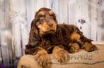 Gezocht: Engelse cocker spaniël pup met tan, Nederland, 8 tot 15 weken, Teef, Eén hond