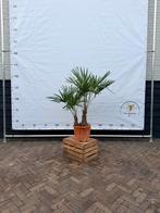 Dubbelstammige Trachycarpus Fortunei Palmboom, Tuin en Terras, Ophalen, Palmboom