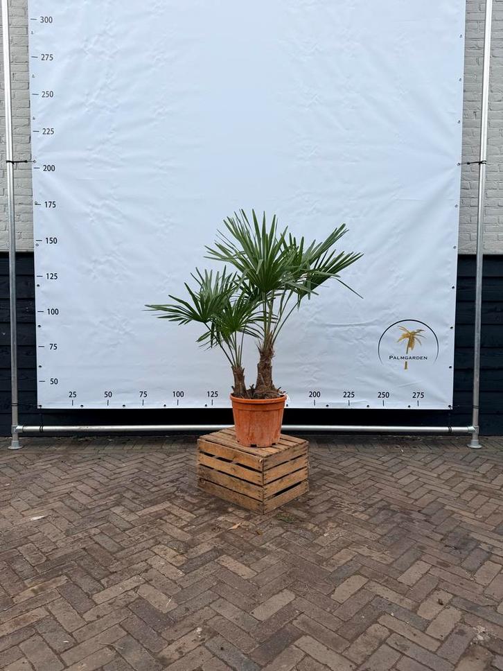 Dubbelstammige Trachycarpus Fortunei Palmboom, Tuin en Terras, Planten | Bomen, Palmboom, Ophalen